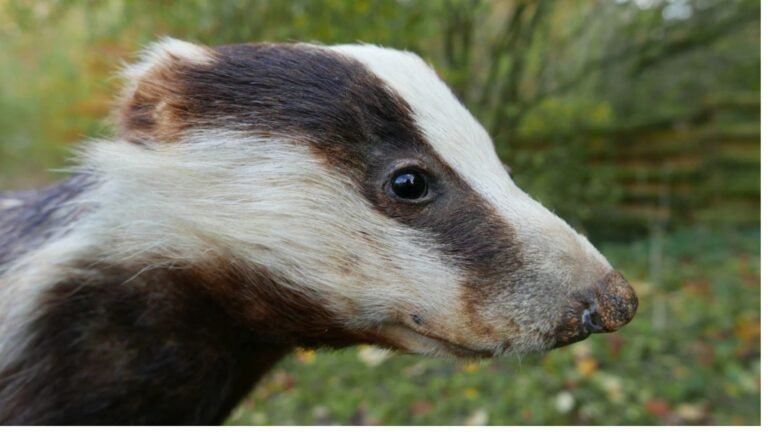 Fun Ways to Learn About Animals and Their Habitats
