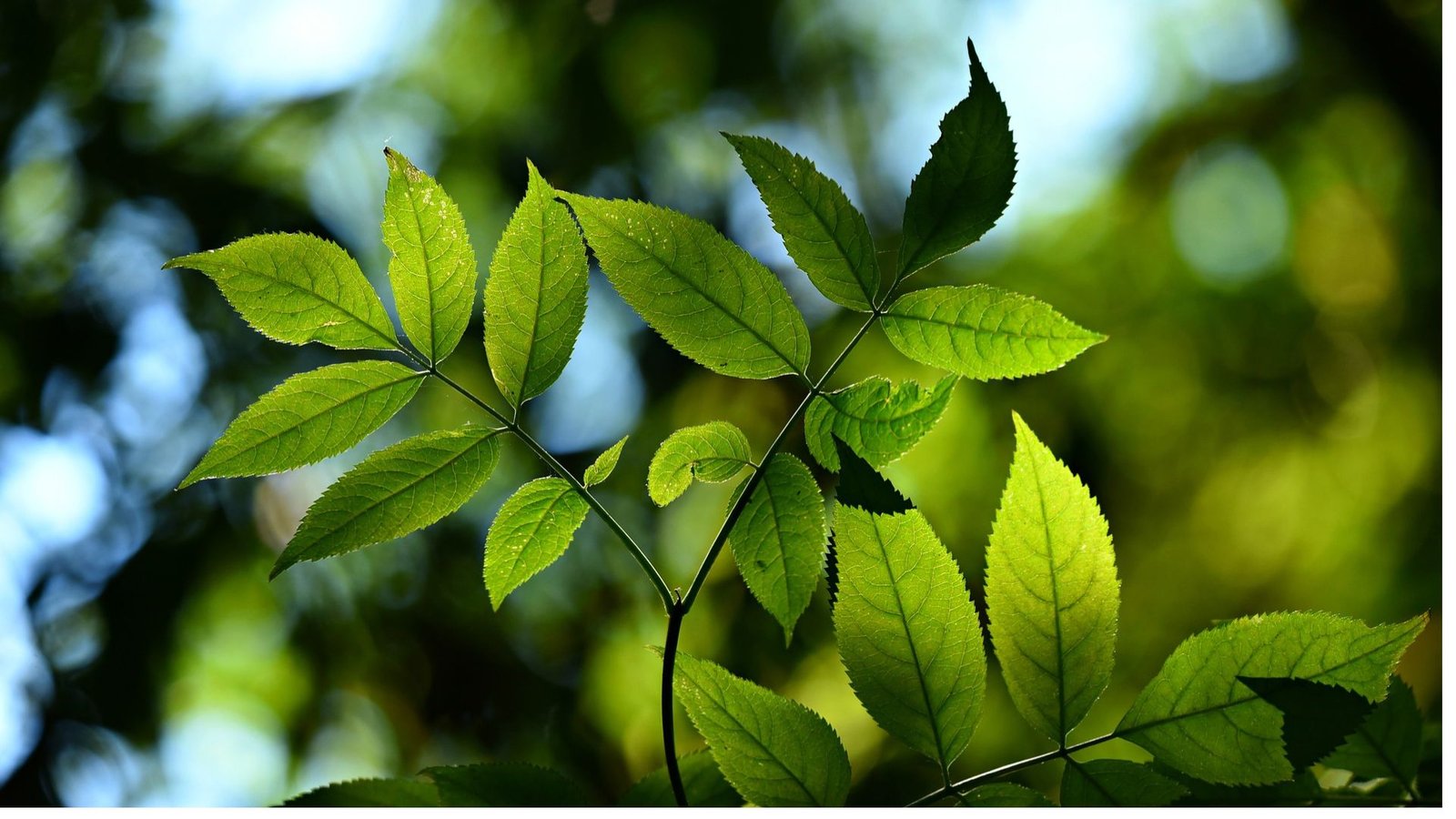 Understanding Photosynthesis: Simple Experiments for Kids