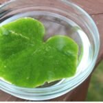 Understanding Photosynthesis: Simple Experiments for Kids