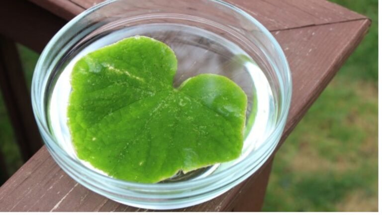 Understanding Photosynthesis: Simple Experiments for Kids