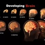 Understanding Brain Development in Children