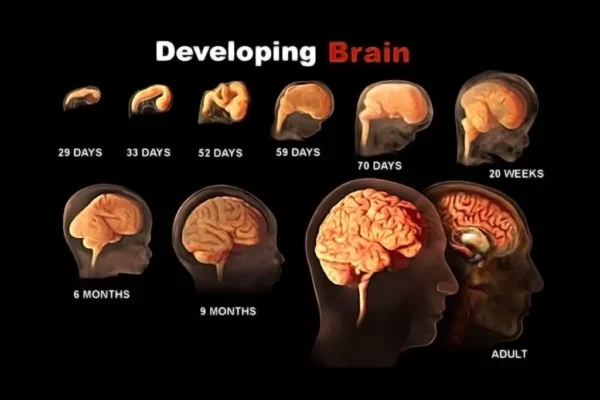 Understanding Brain Development in Children